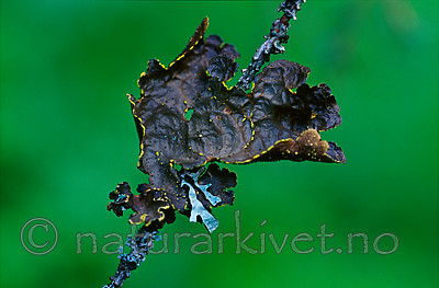 KA 12 00 0065 / Pseudocyphellaria crocata / Gullprikklav